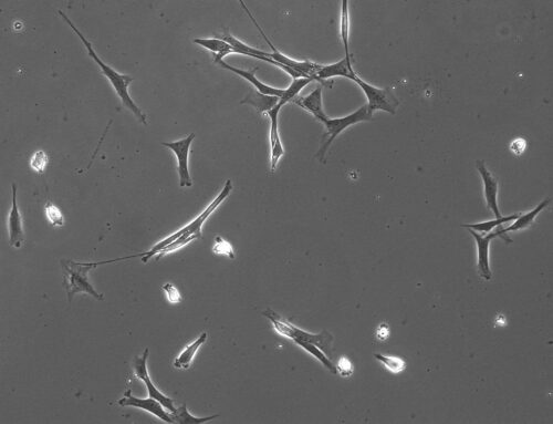 Cell-specific biomatrix improves spermatogonial stem cell growth and function